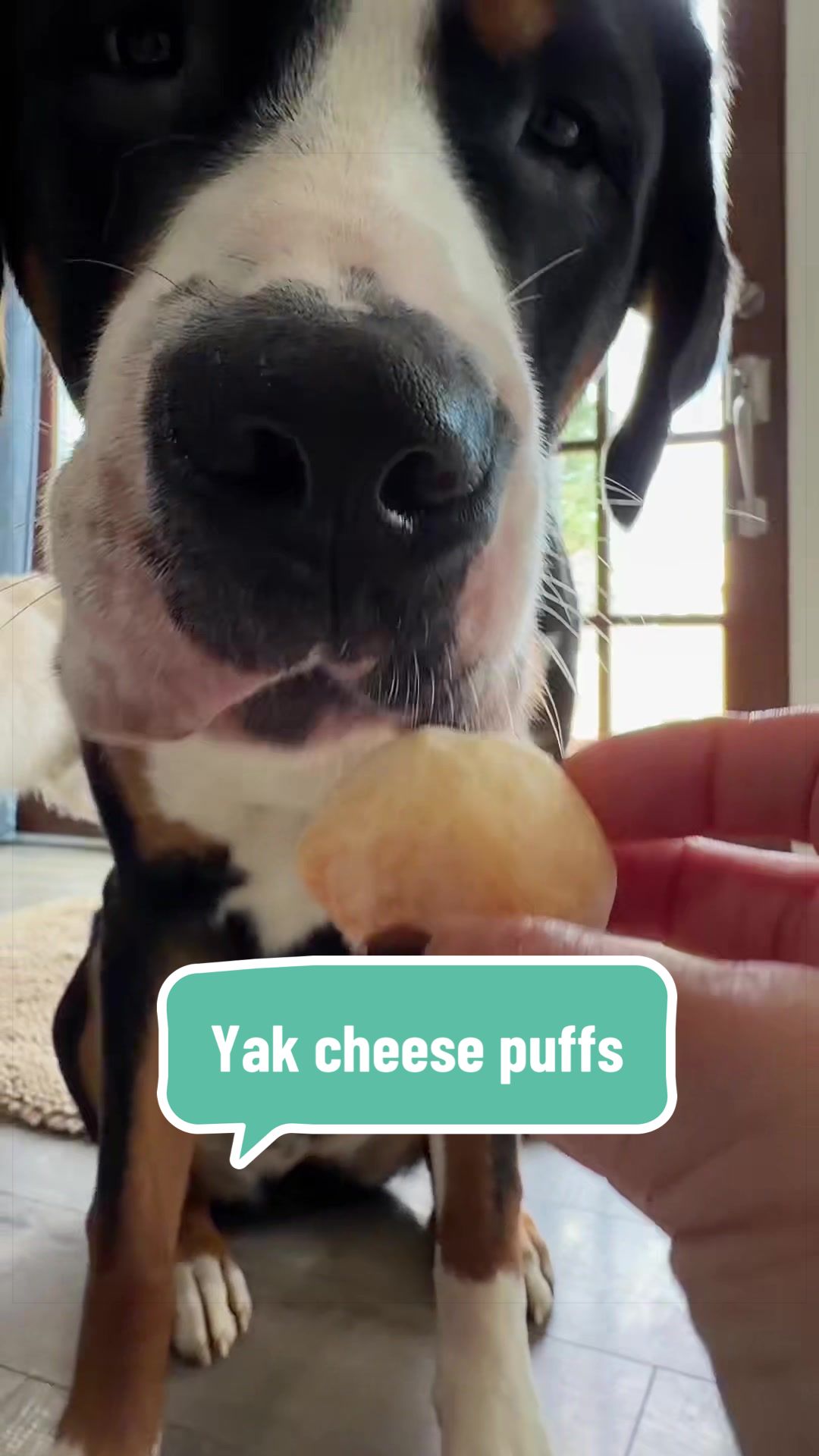 @🐾My3DogLife🐾