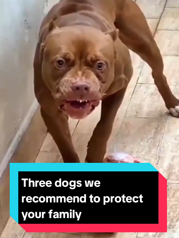 @The pet post