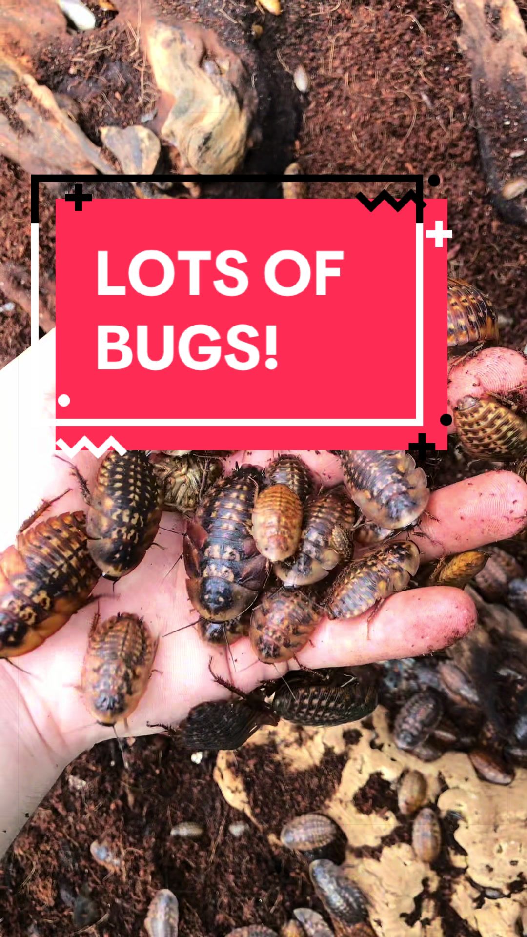 @DoctorBugz
