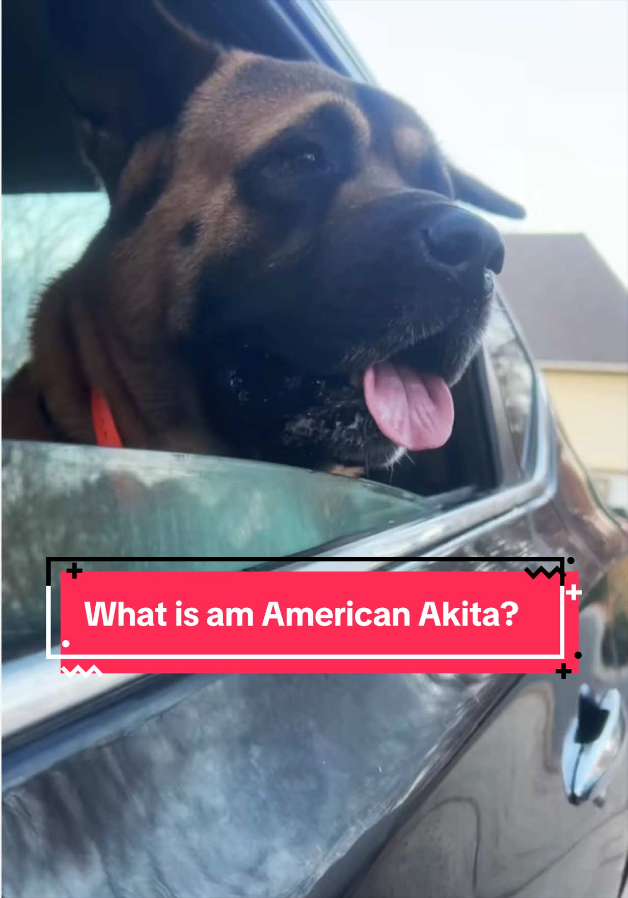 @Akita Brothers