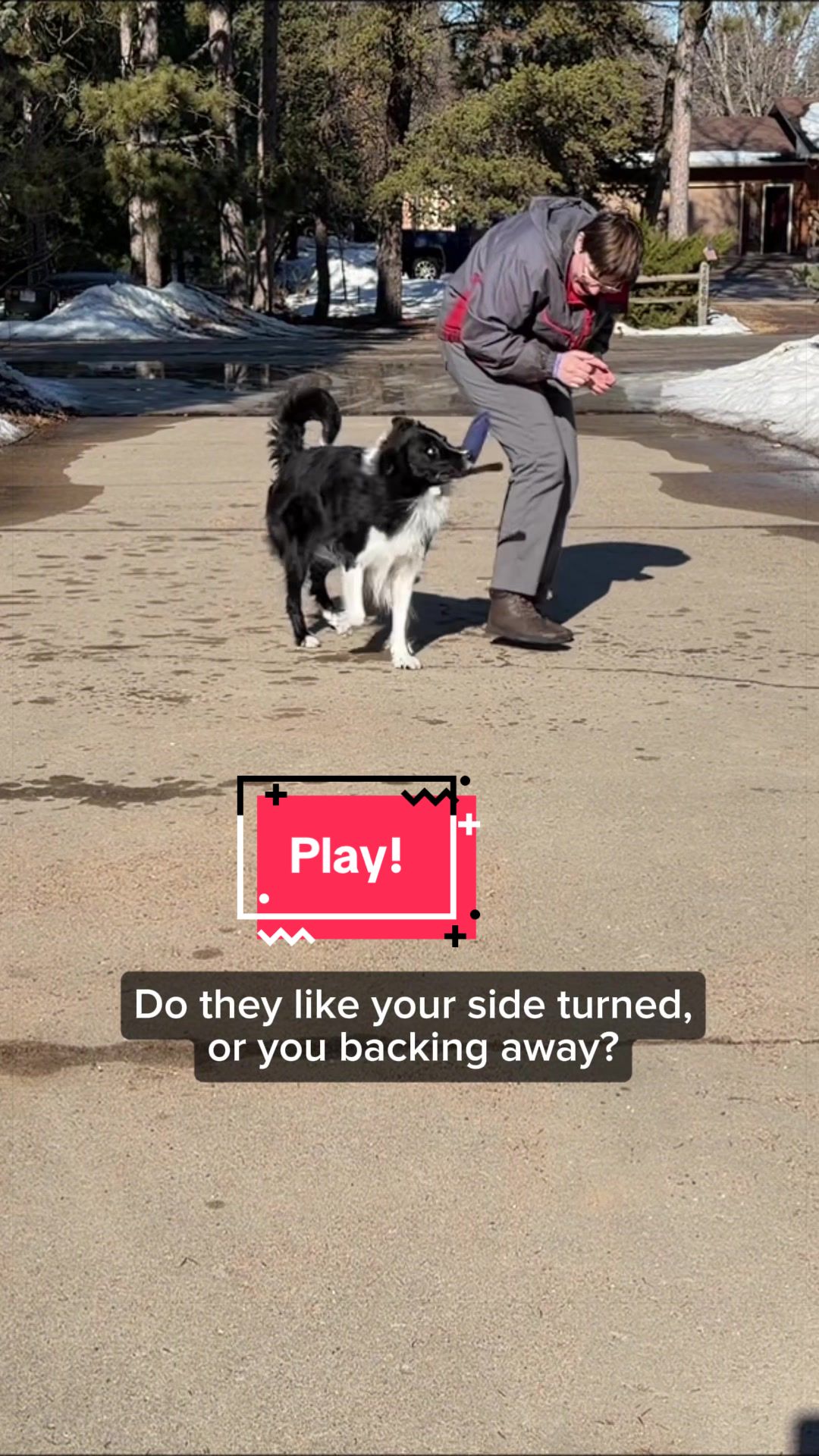 @Laura Waudby - Dog Sports