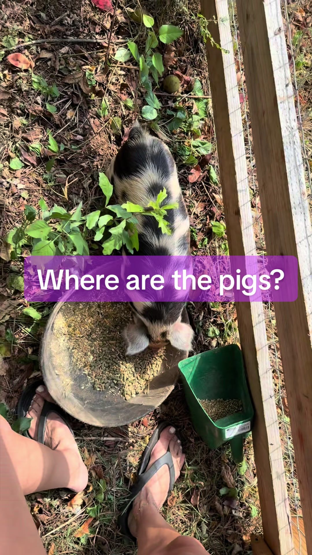@Marci On The Farm