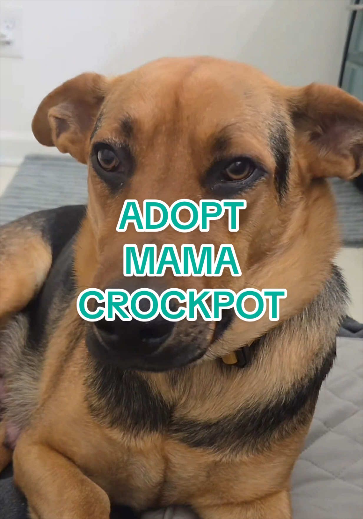 @Adopt a Pet