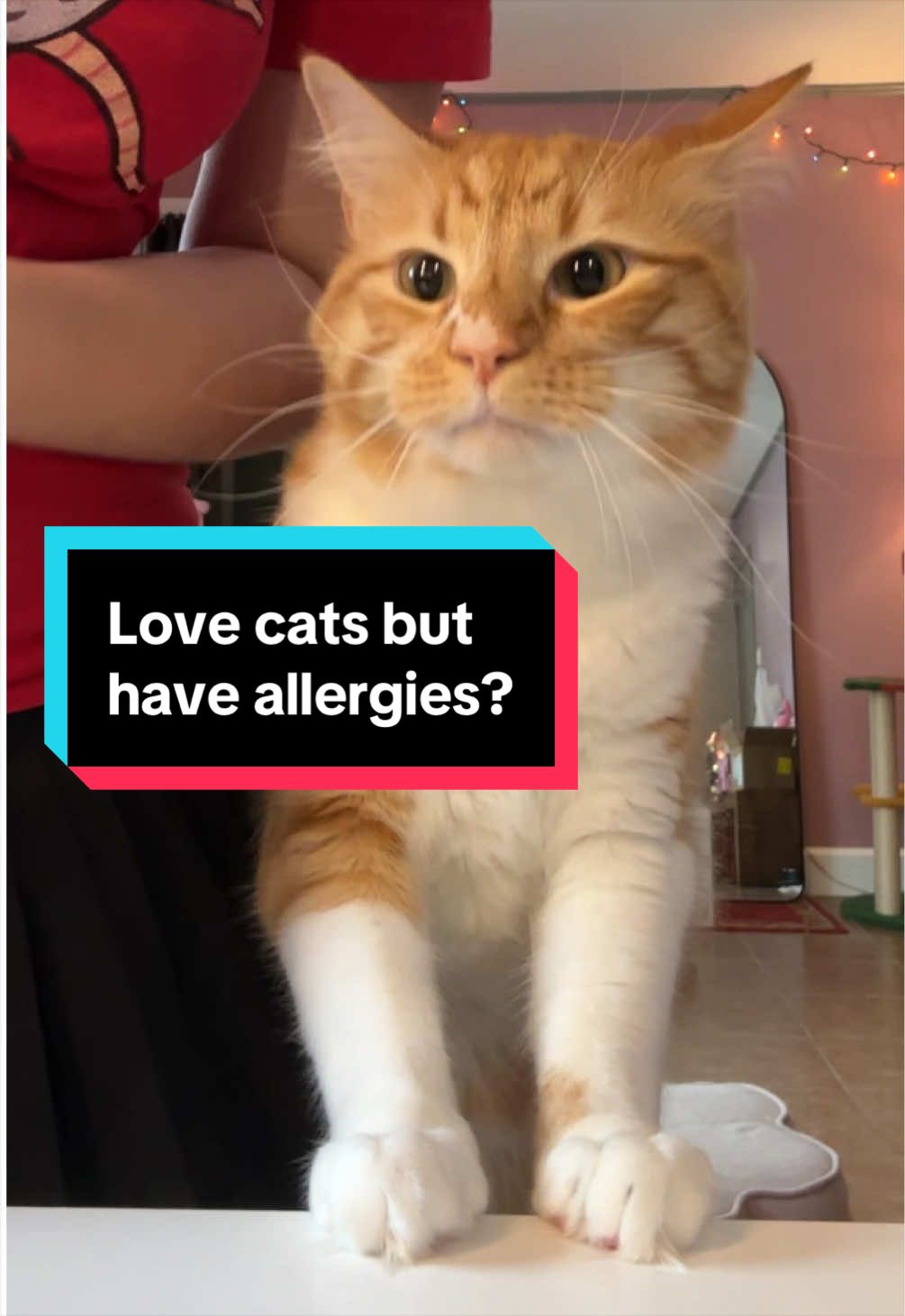 @meloncreamcat