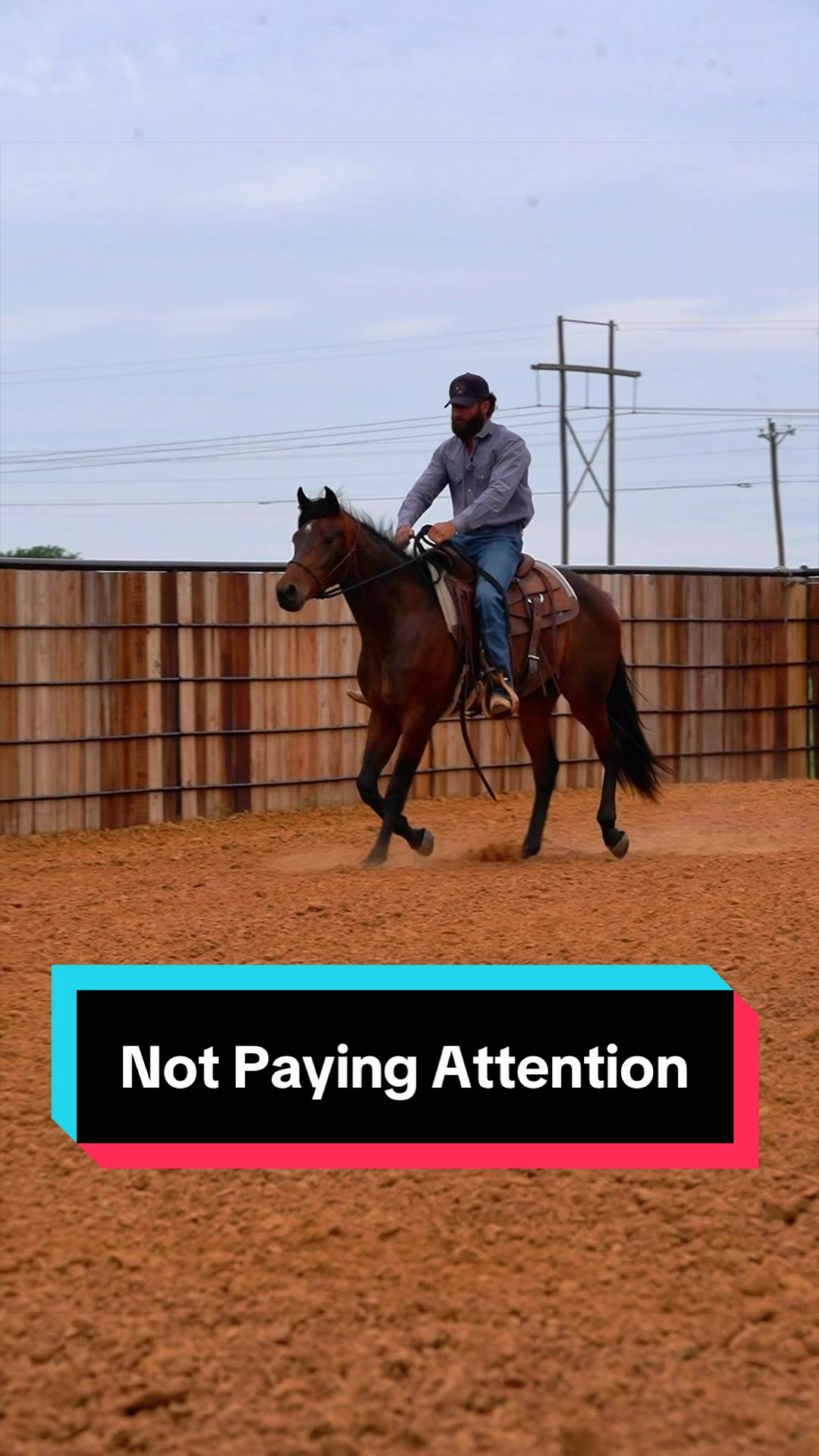 @WS Horses