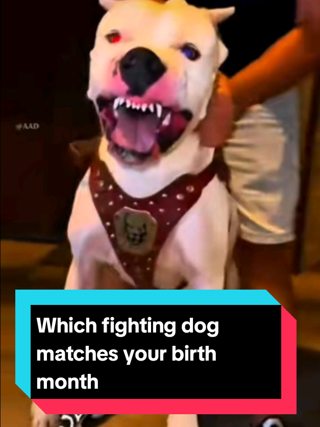 @The pet post