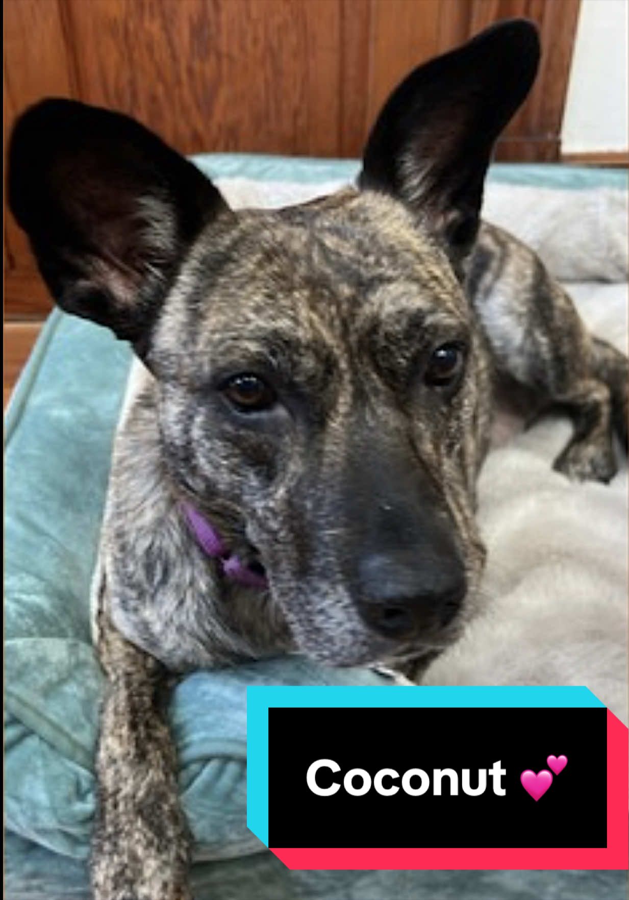 @Joyful Pets