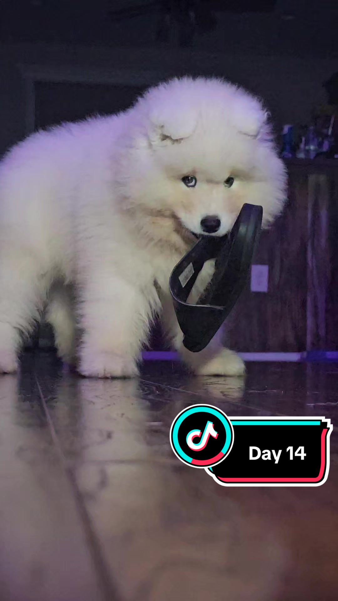 @Mishka the Samoyed