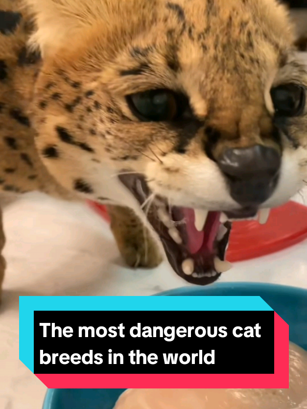 @The pet post