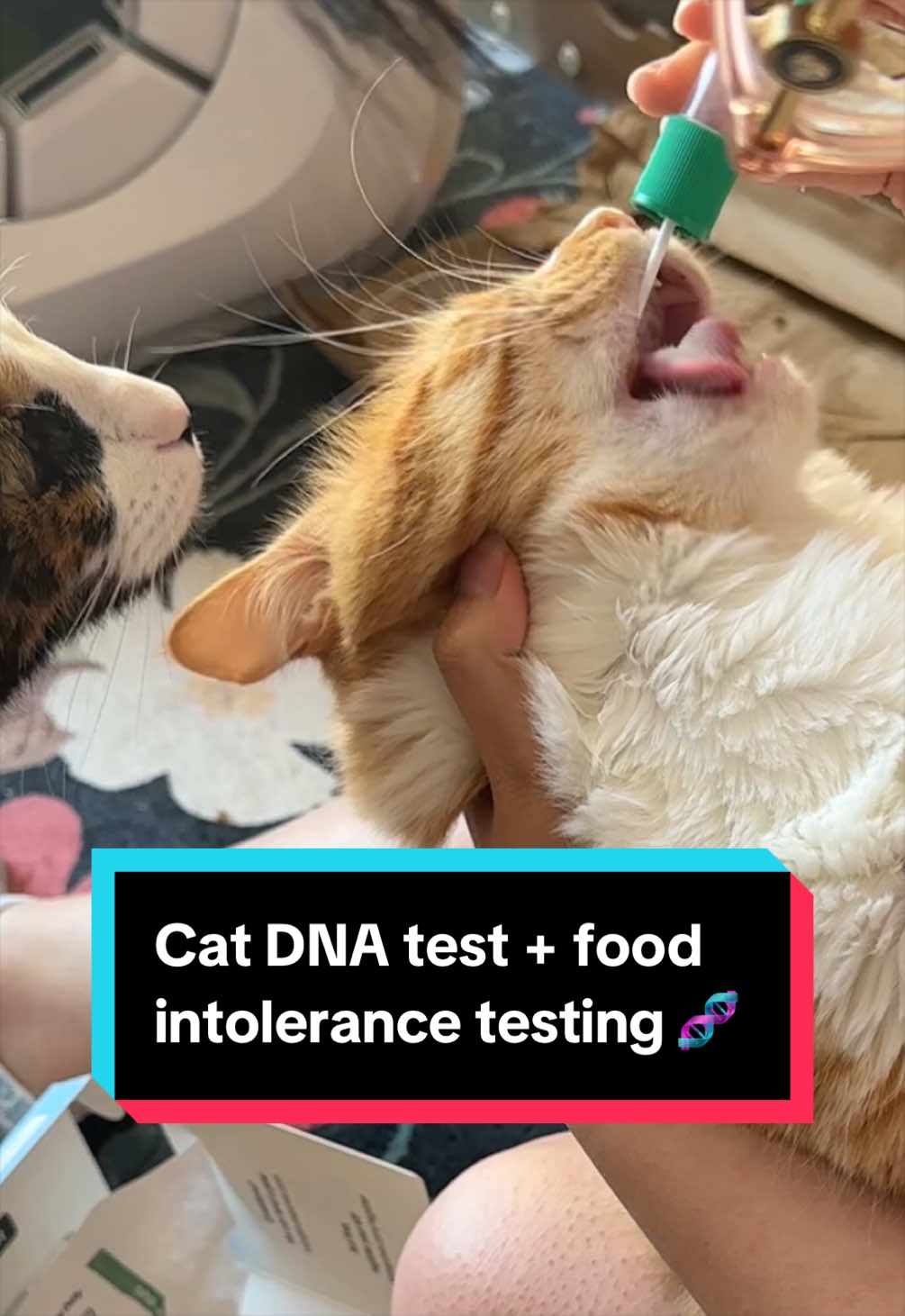 @meloncreamcat