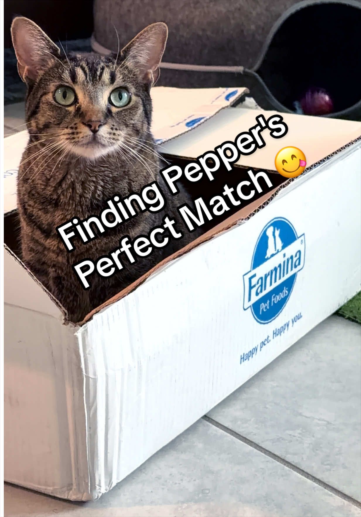 @Pepper the Rescue Cat 🐈⬛