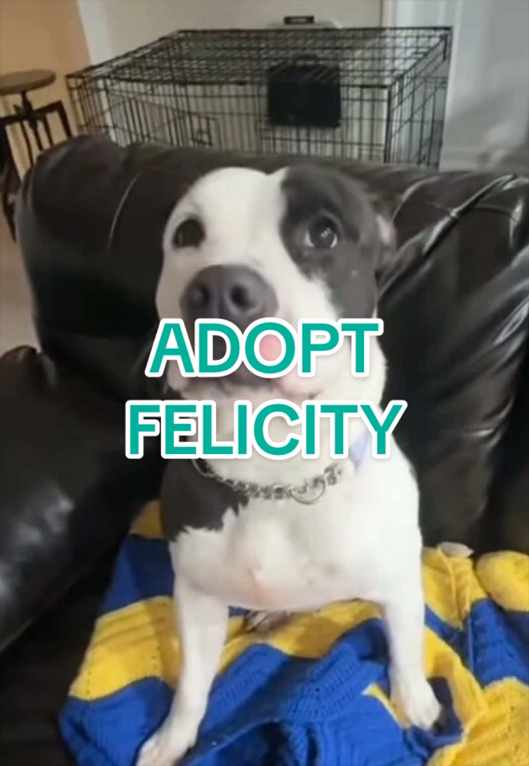 @Adopt a Pet