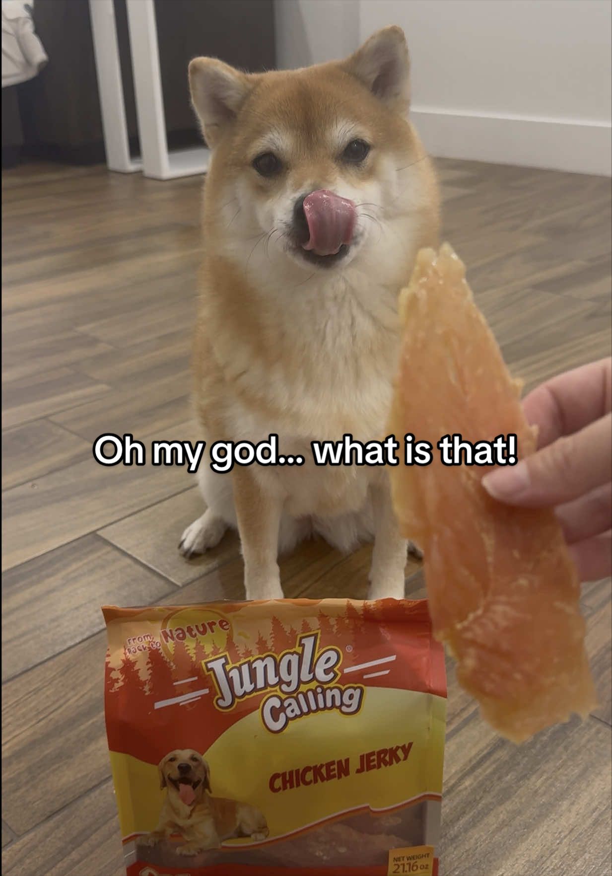 @Flock of Shibas 🐕🐕🐕