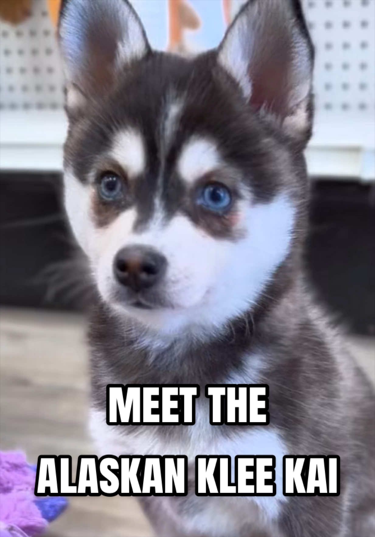 @Petland Oklahoma City