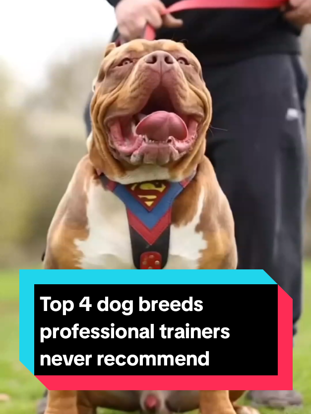 @The pet post