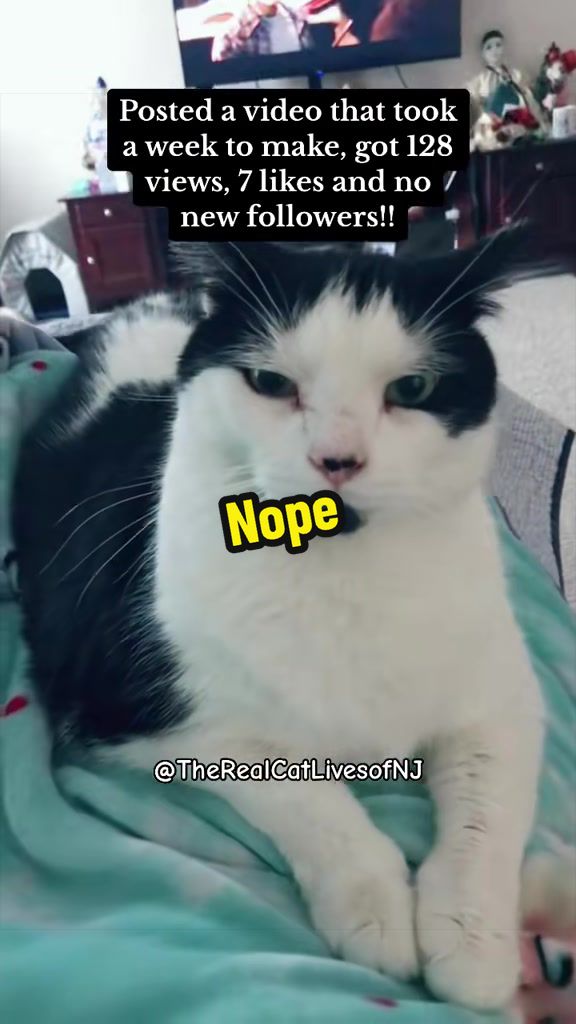@🐾Therealcatlivesofnj 🐾