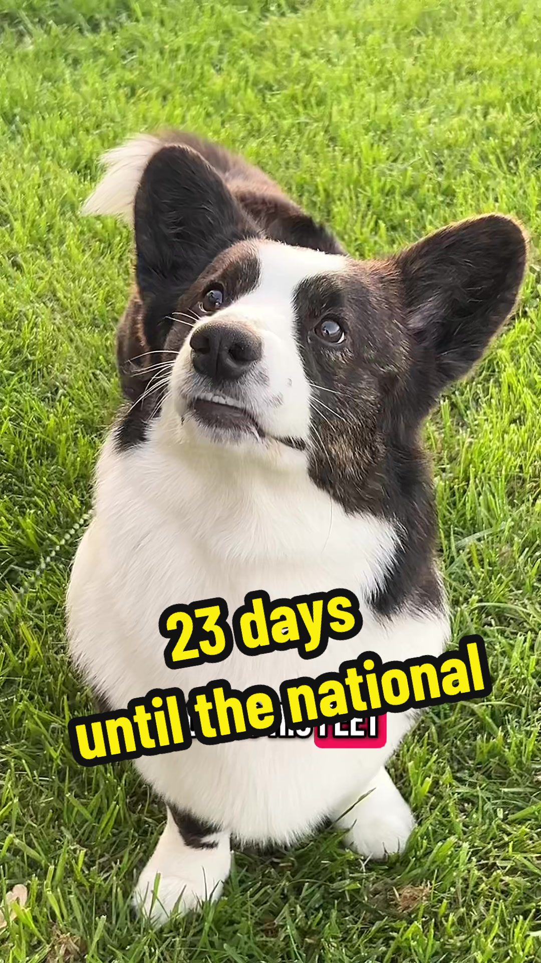 @Louie G. the Corgi