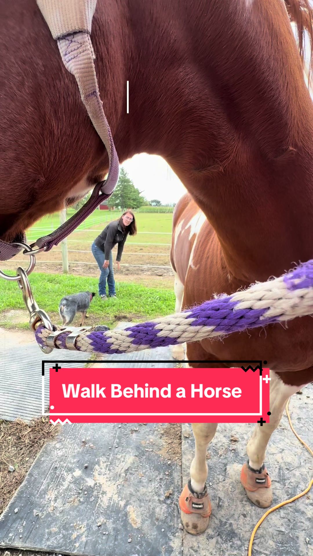 @yourhorseandponyleader
