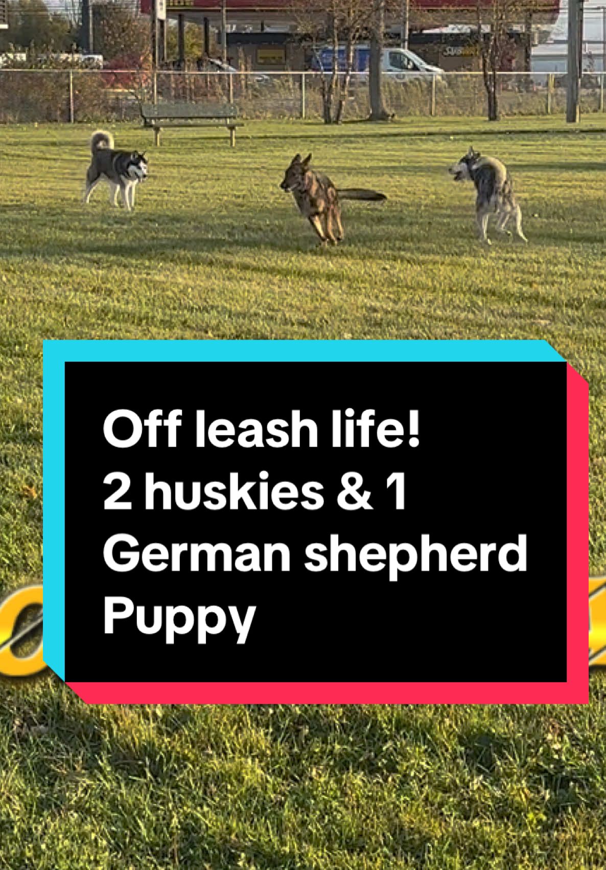 @Fully Unleashed K9 Training