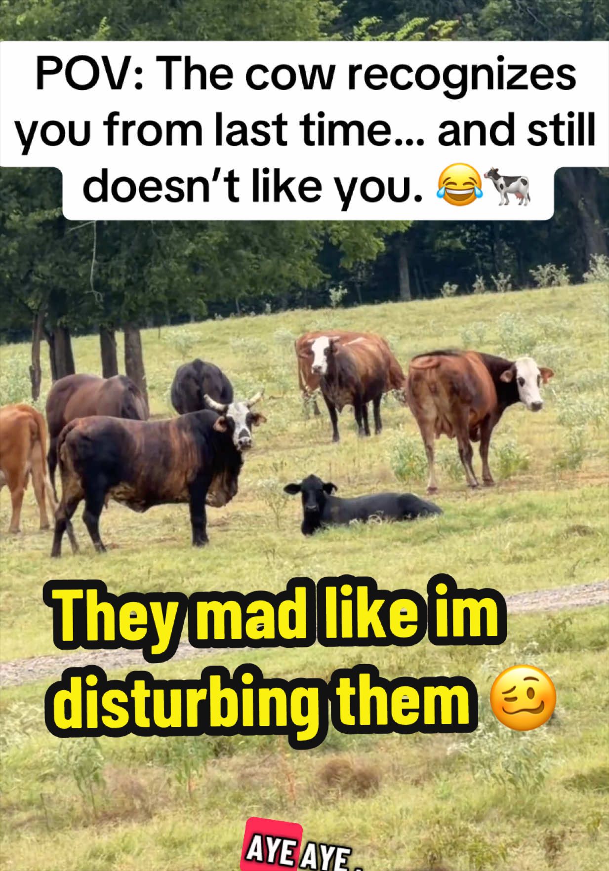 @bossdvincii