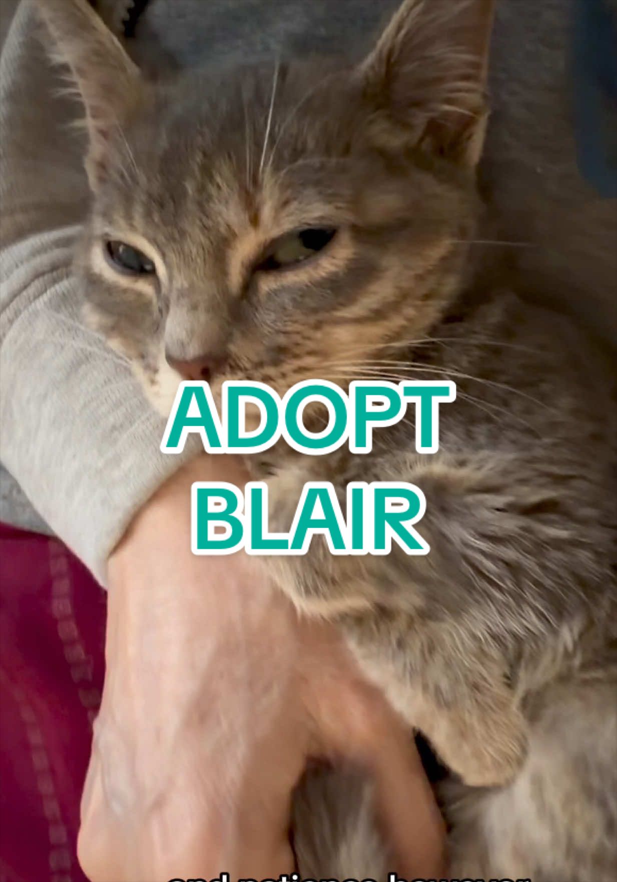 @Adopt a Pet