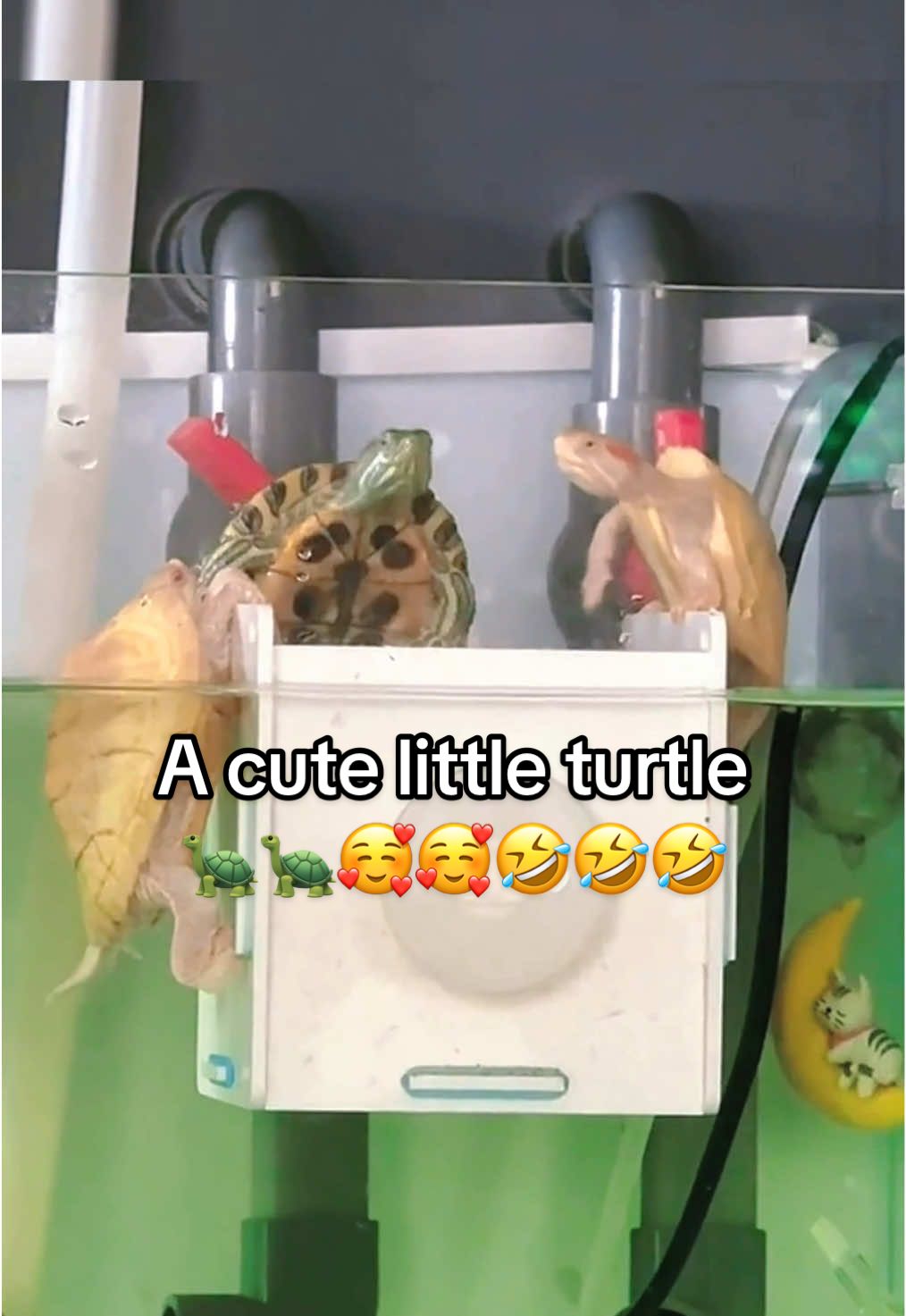 @Mr. Turtle