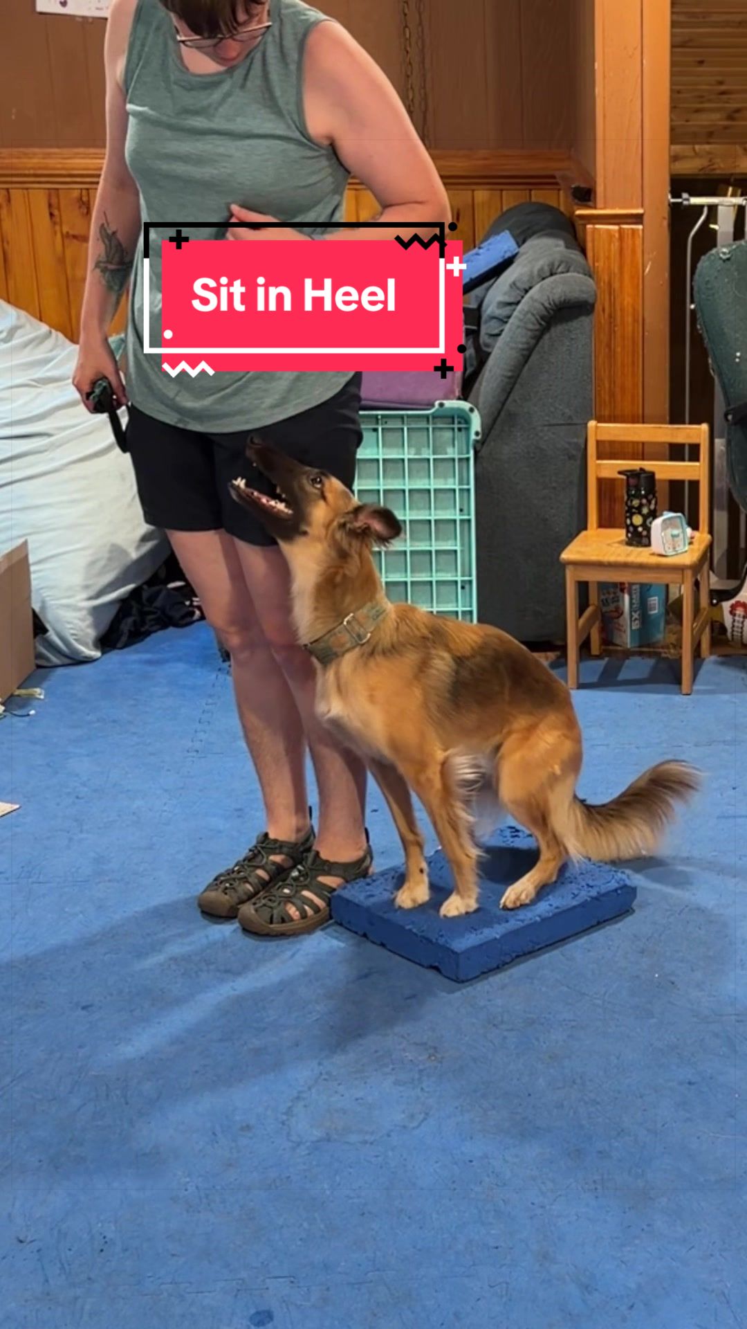 @Laura Waudby - Dog Sports
