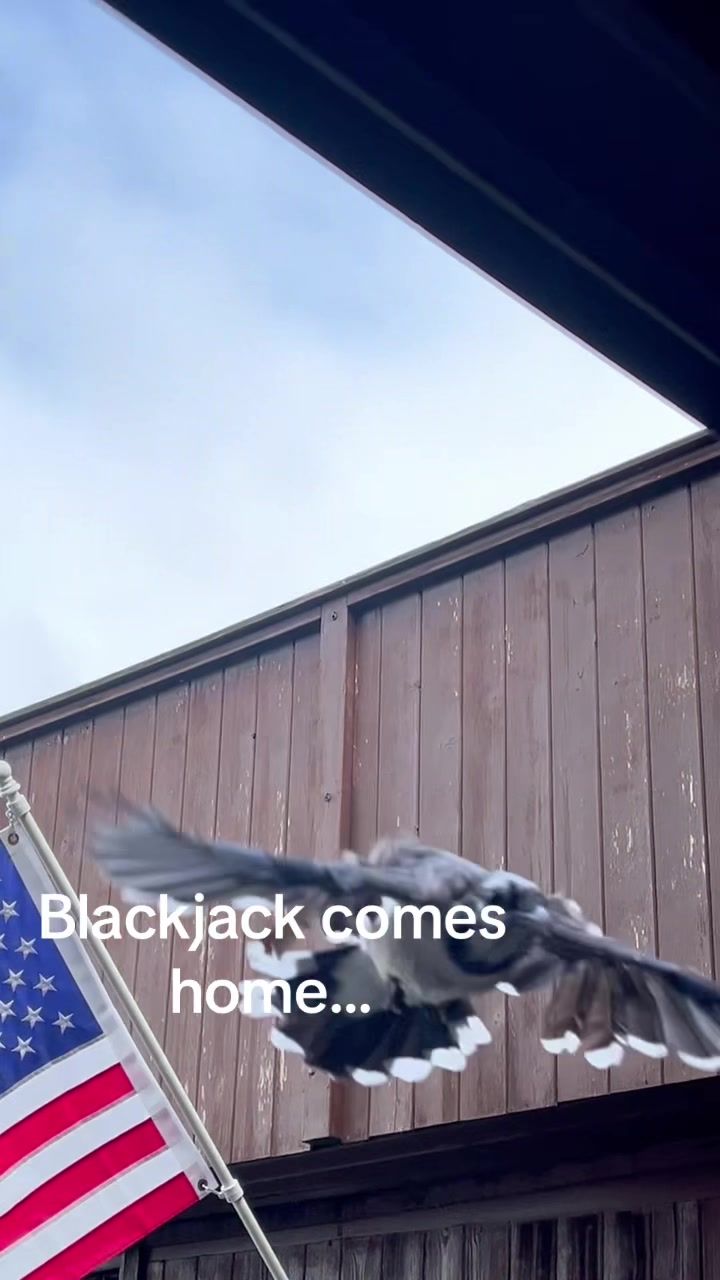 @Spleesha
