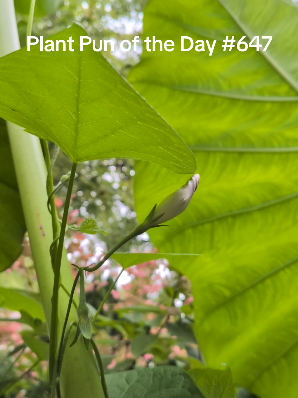 @The Plantiful Gardener