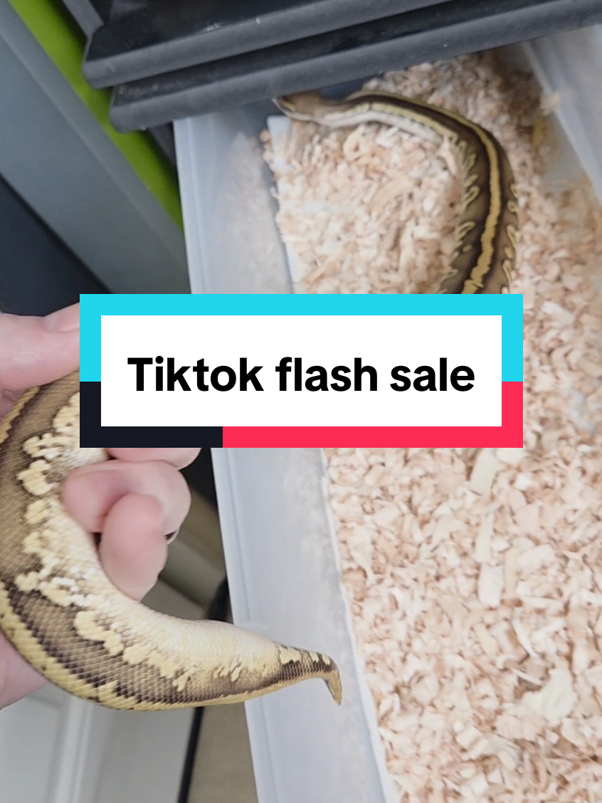 @Rikers Reptiles