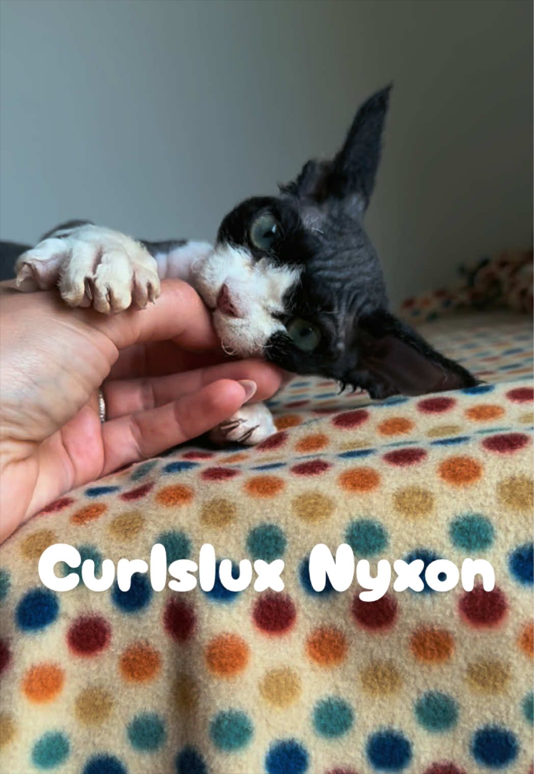 @Curlslux cattery!!🇺🇸