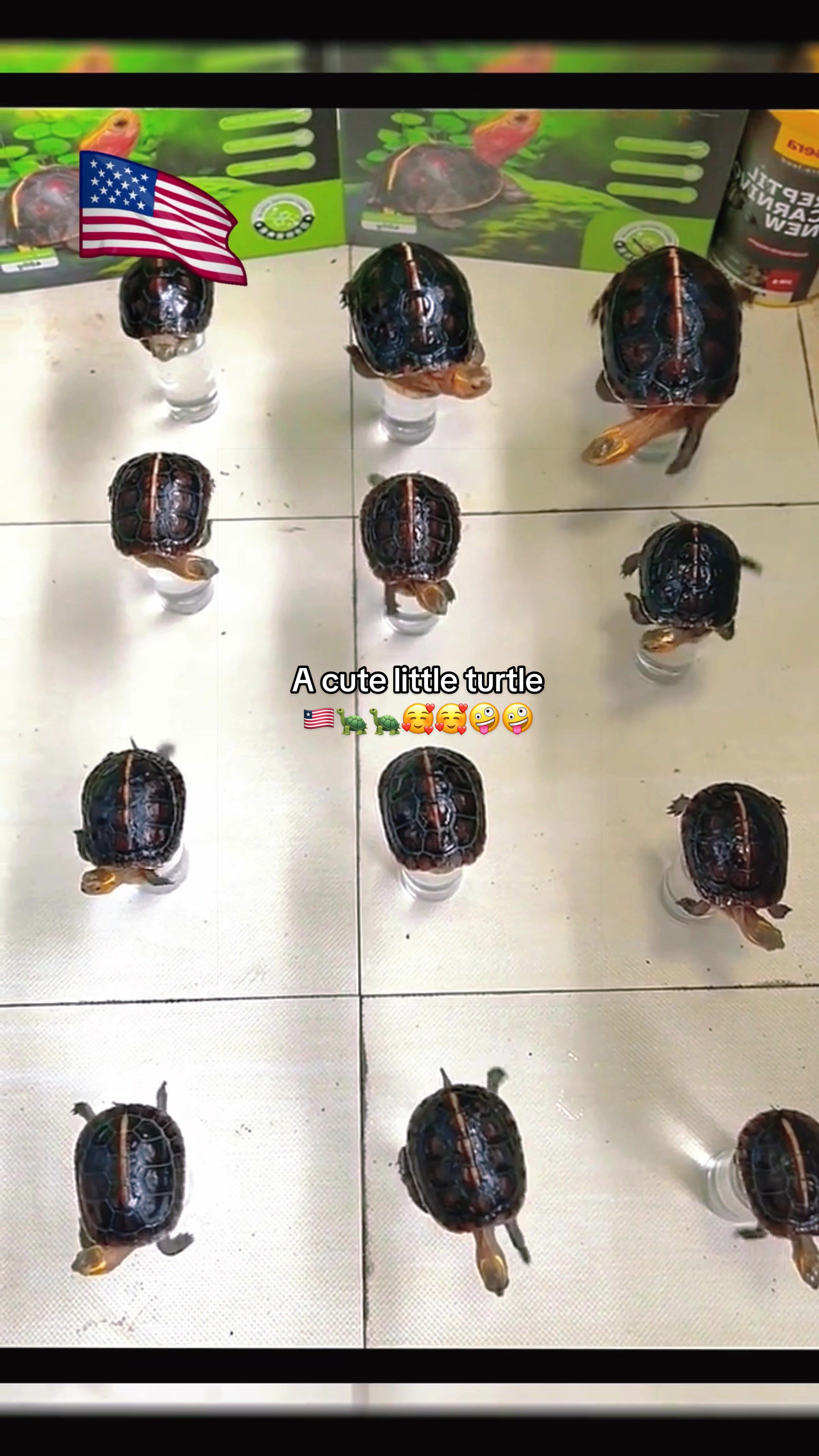 @Mr. Turtle