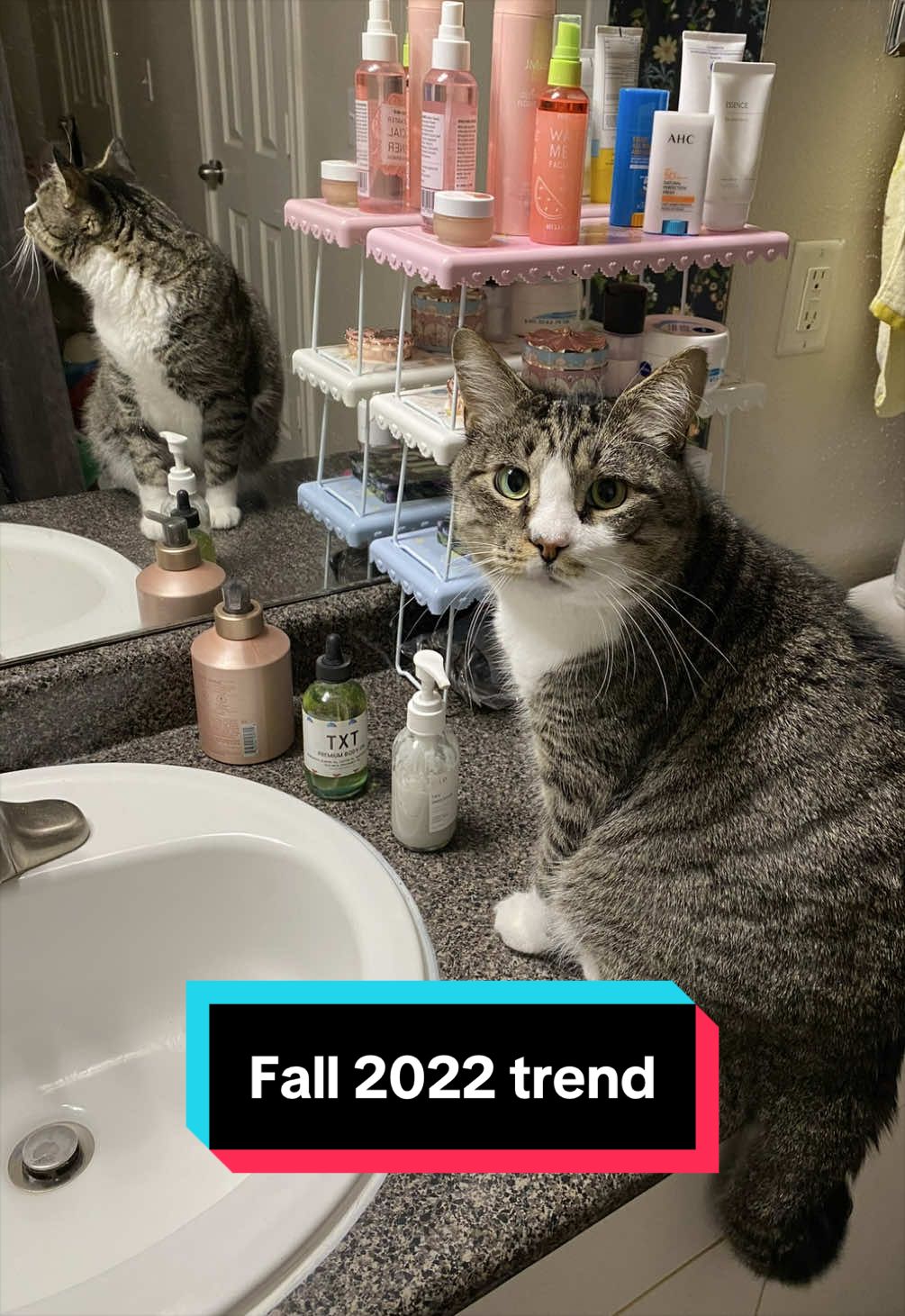 @meloncreamcat