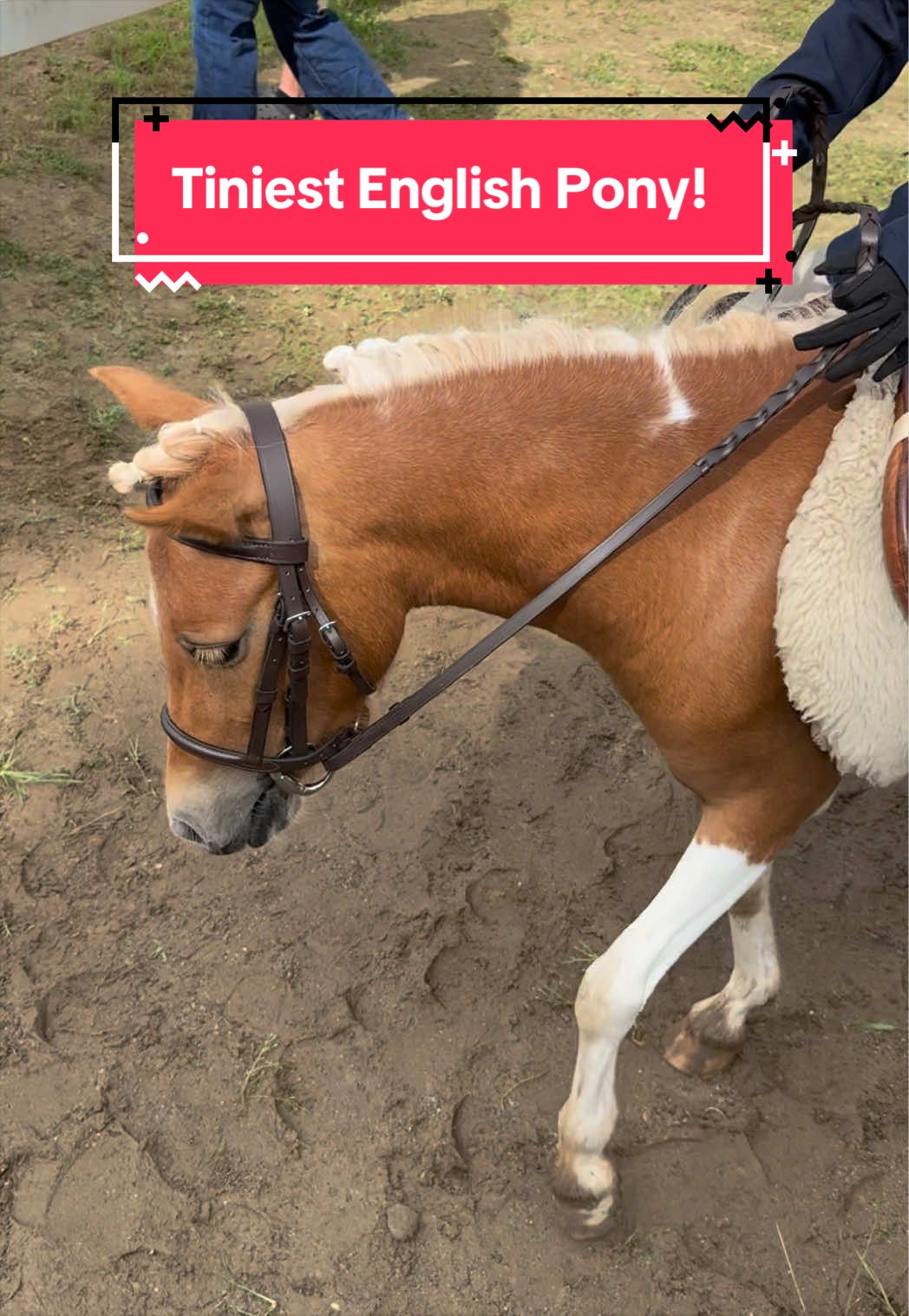 @yourhorseandponyleader