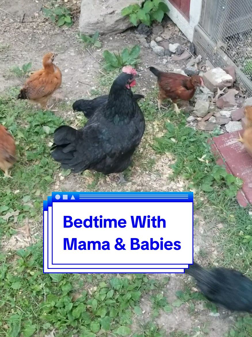 @CityChickenFarm