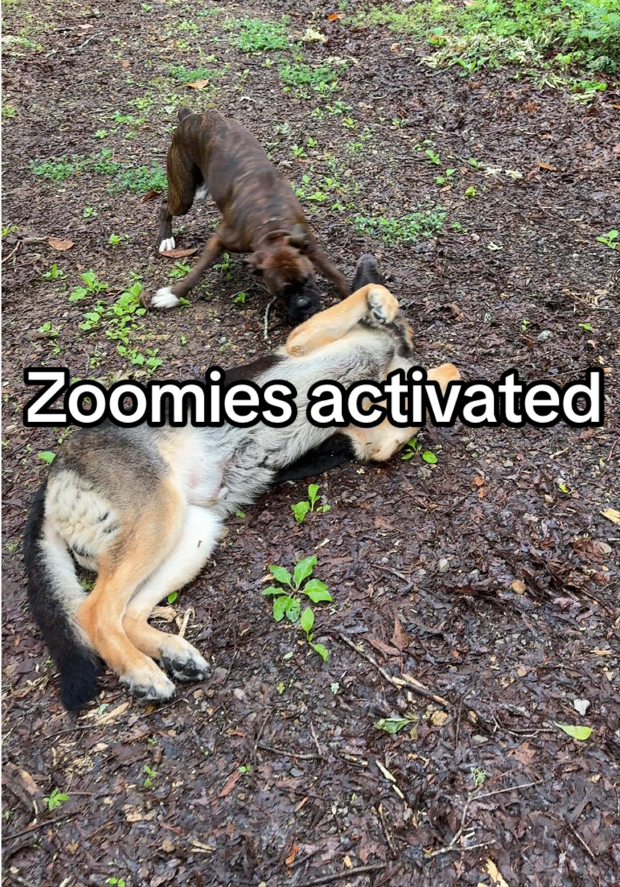@Boris & Gator🐕 + Smokey🐈