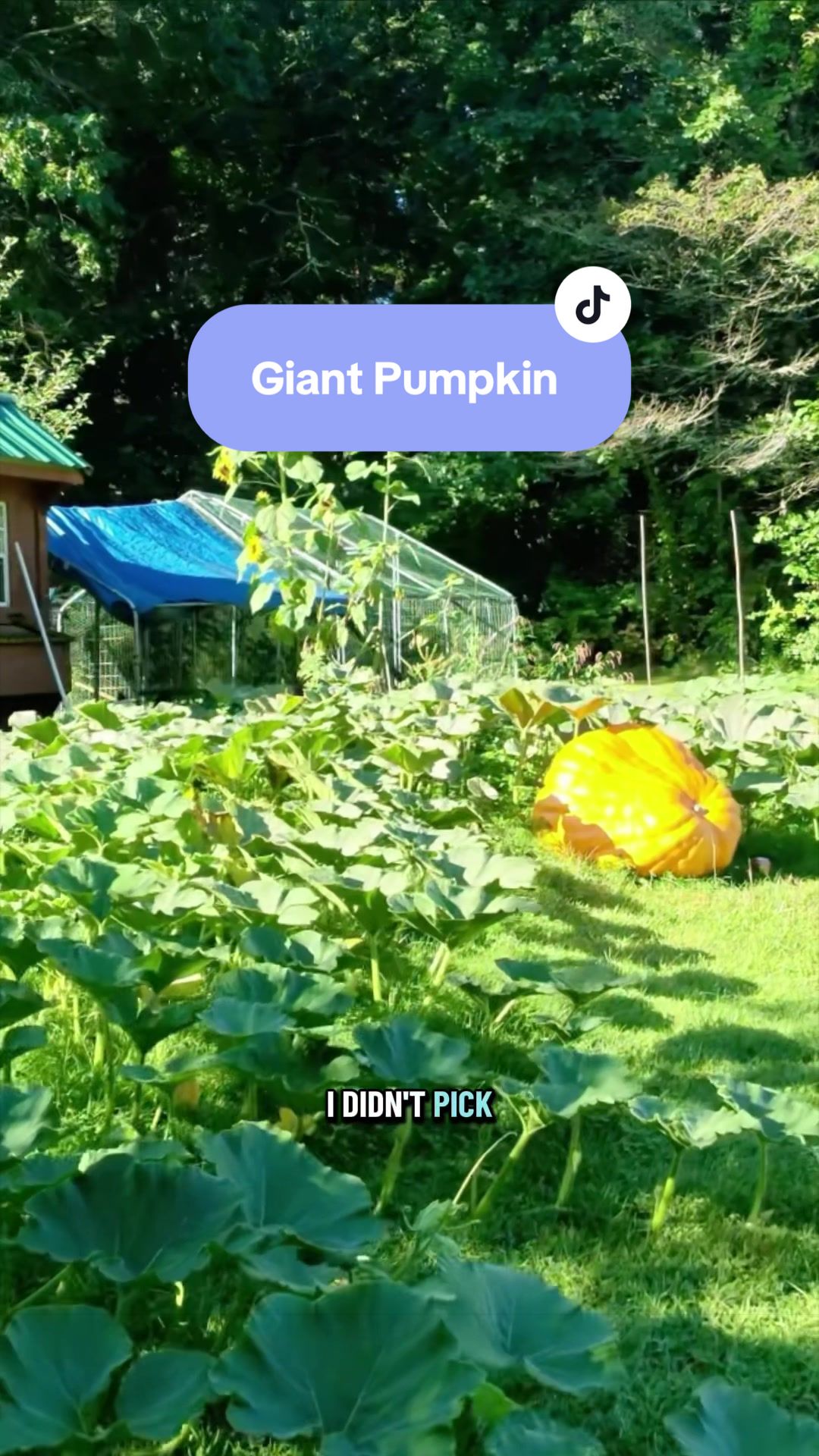 @Manica | zone 6a gardener
