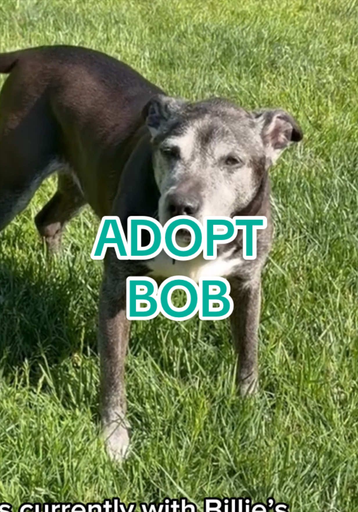 @Adopt a Pet