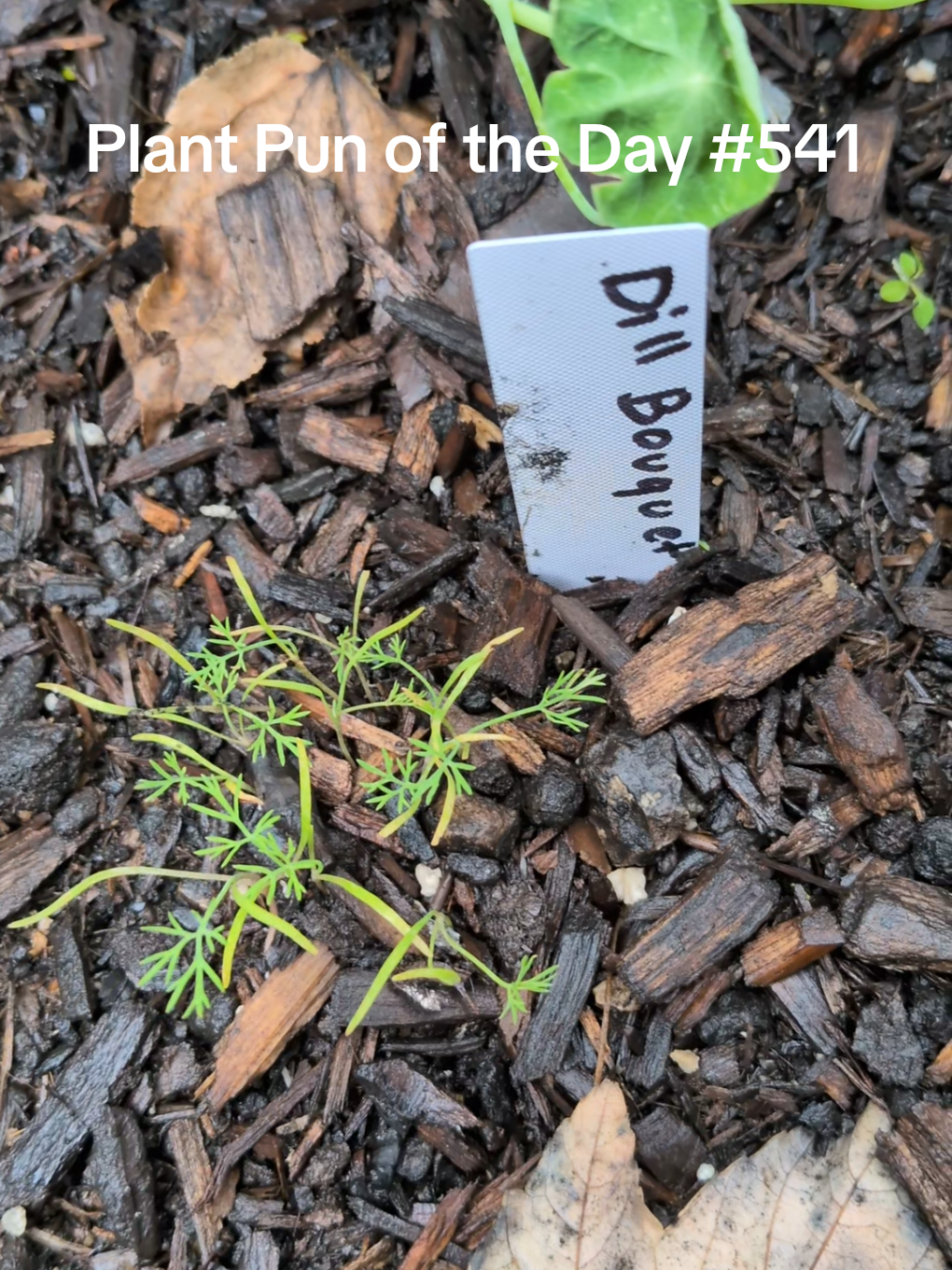 @The Plantiful Gardener
