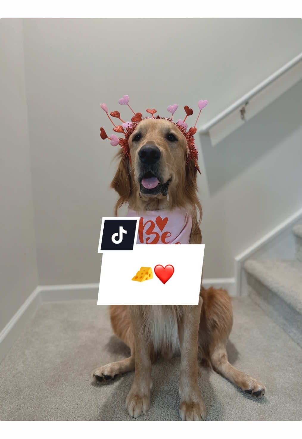 @goldenboytofu