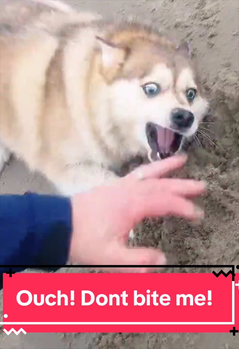 @Ruby the Pomsky