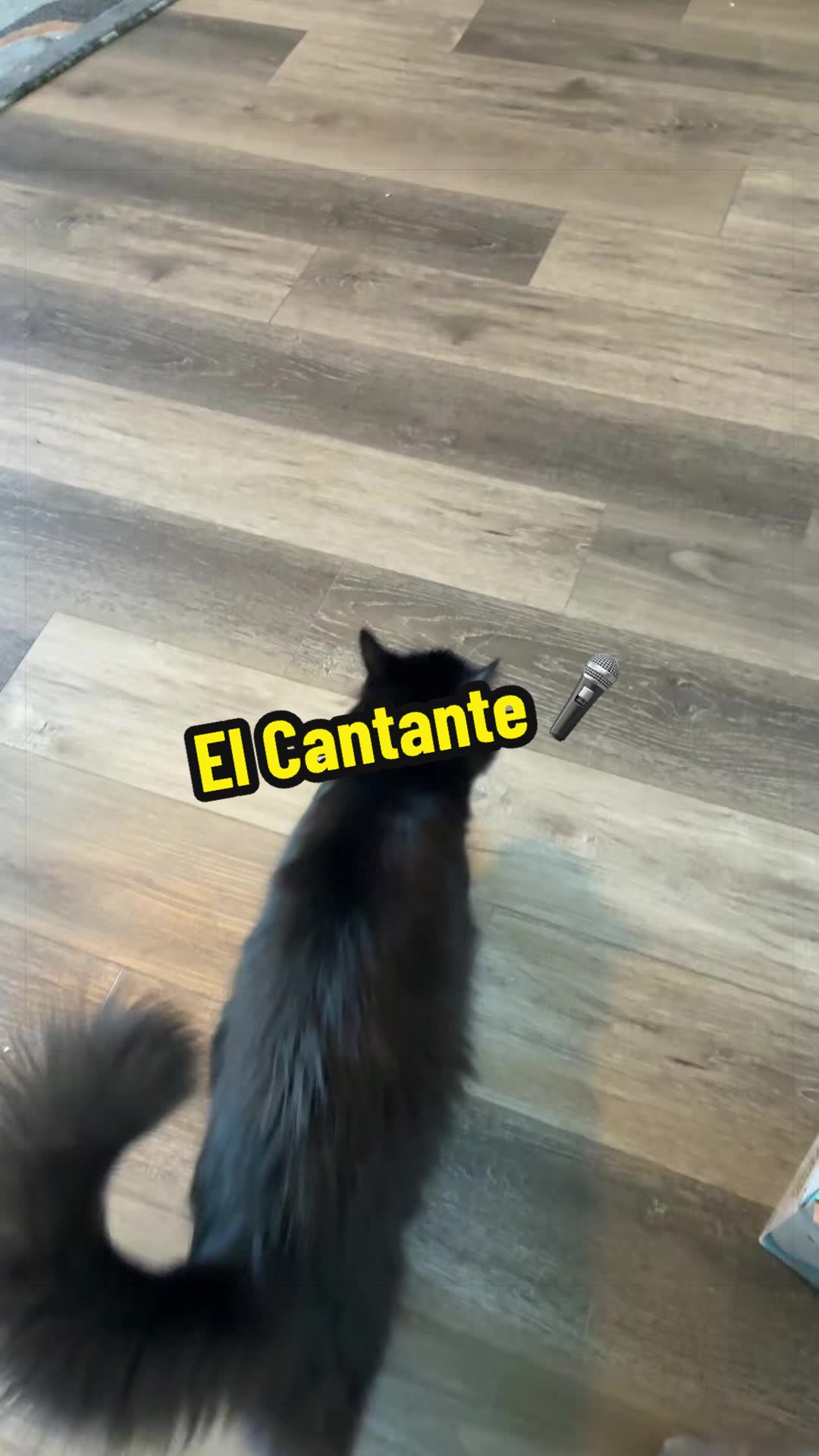 @🦖 MEOWassic CAT😺