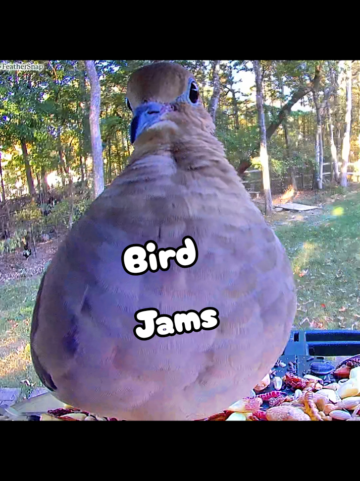 @Dobie/ Chicken Mom, & Bird ❤️r