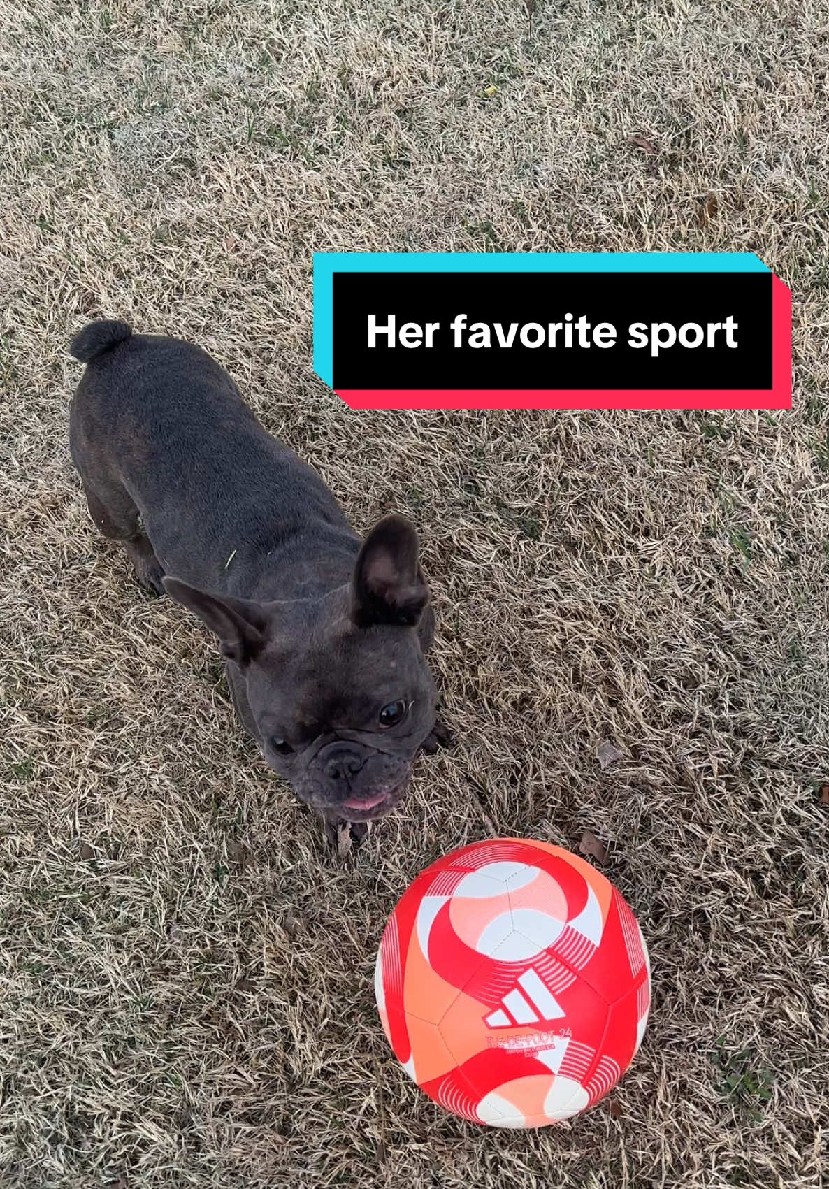@blueythe405frenchie