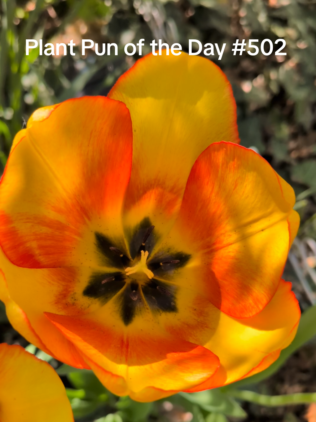 @The Plantiful Gardener