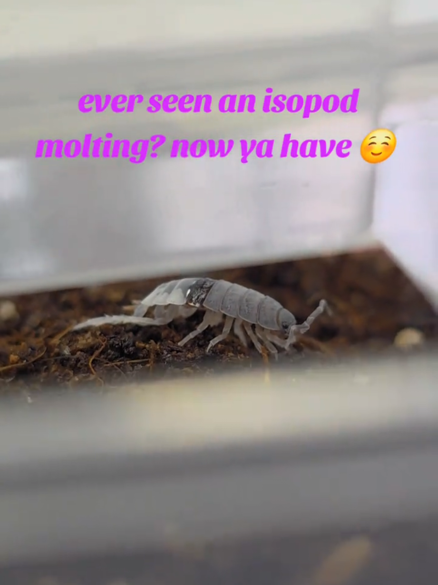 @Mystic.Morphs