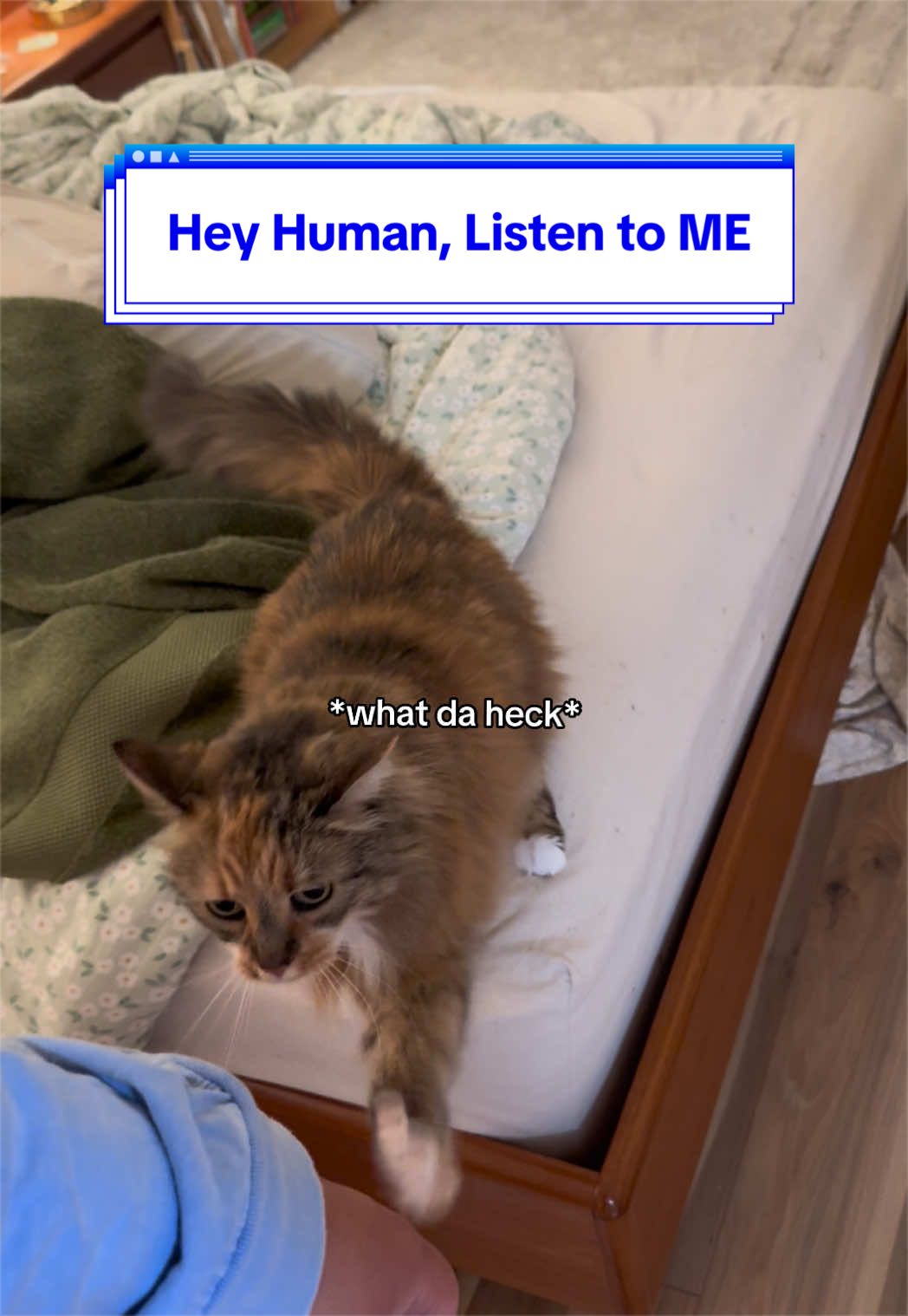 @loubert_the_cat