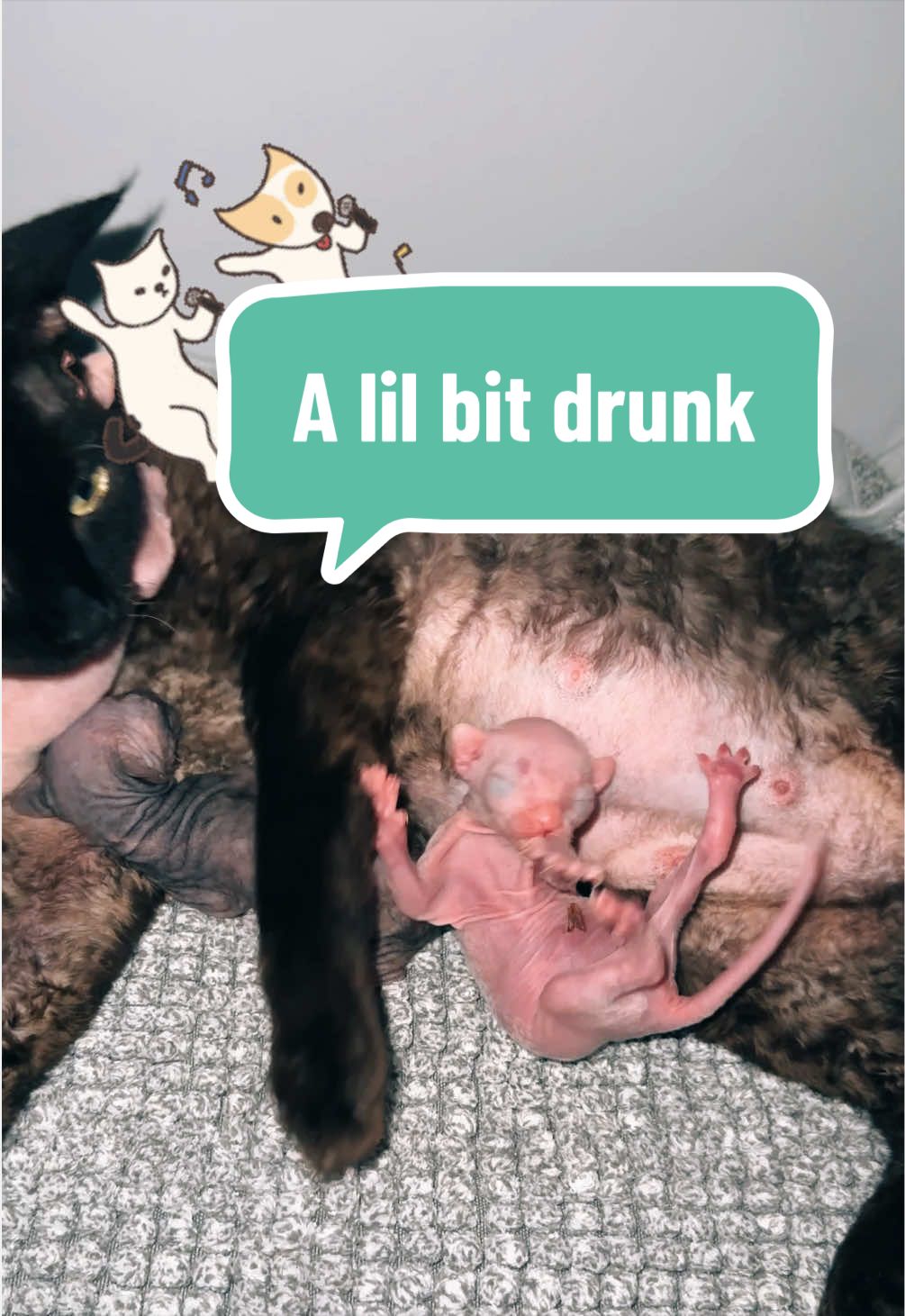 @Boba’s Buds Minskin Cats