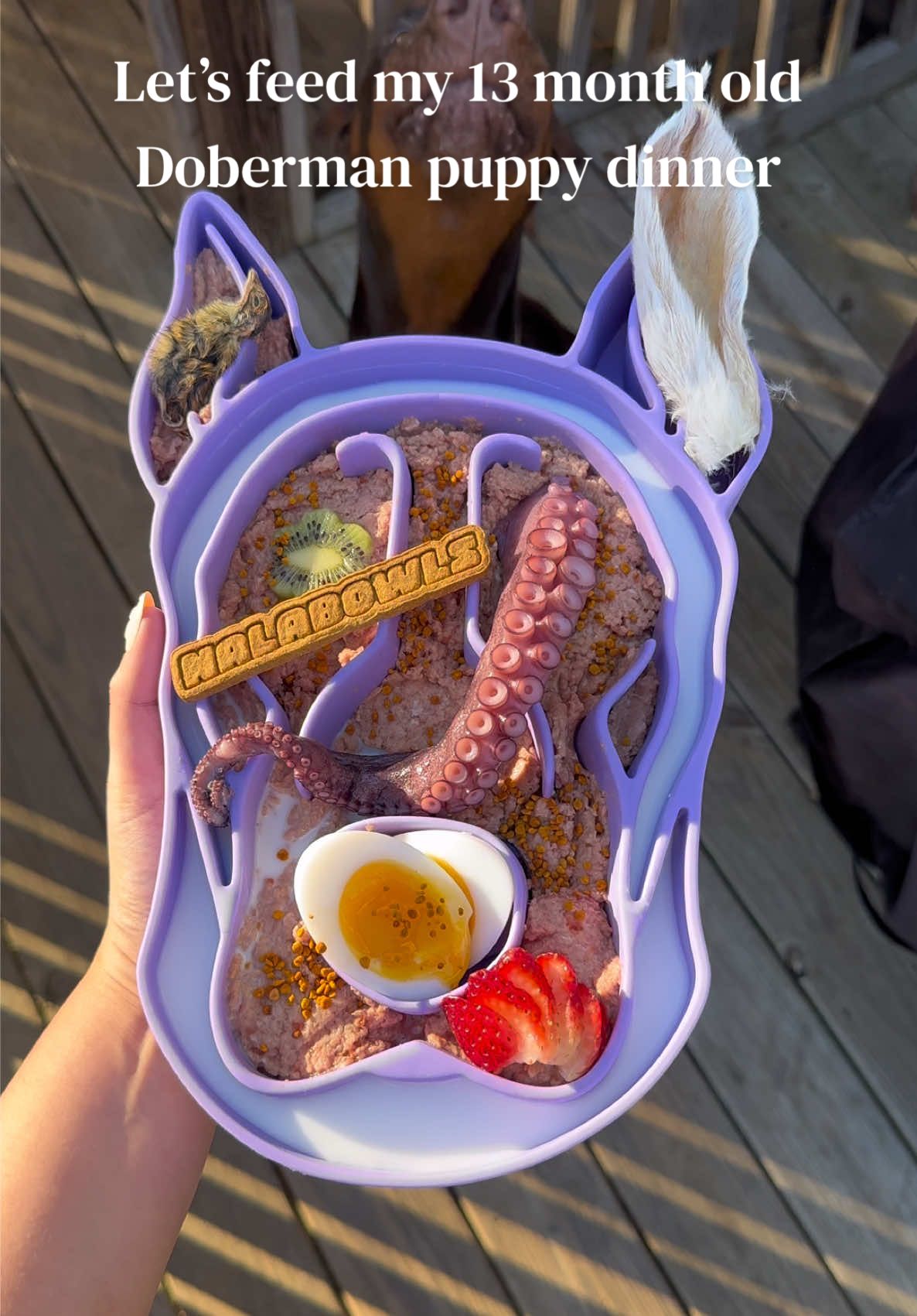 @Nala the Doberman