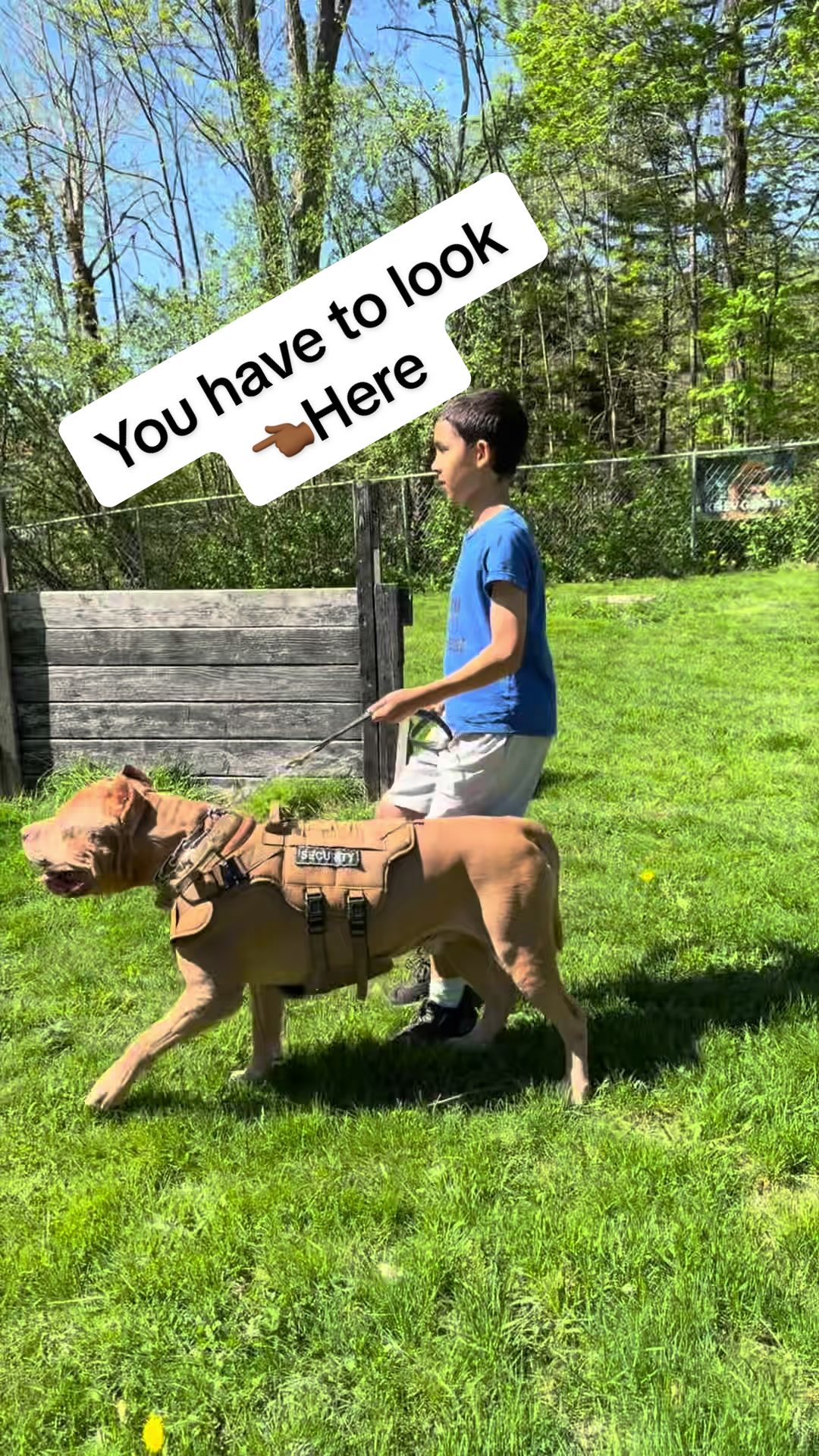 @DarkDynastyK9s